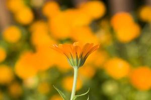 orange calendula blommor foto