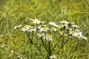 blommande medicinska tusenskönor foto