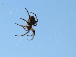 spindel och web närbild