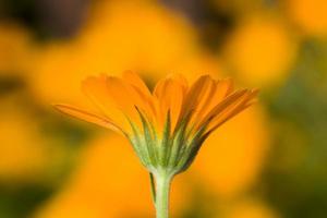 orange calendula blommor foto