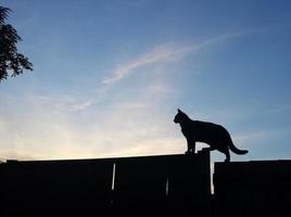 katt på staket silhuett