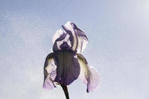 den blå irisens kronblad foto