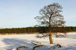 träd vid sjön på vintern foto