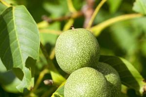 gröna valnötter, närbild foto