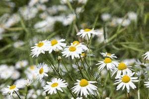 kamomillblommor, närbild foto