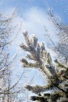 barrträdgren täckt med rimfrost foto