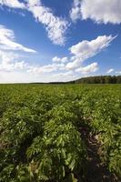 potatisfält - ett jordbruksfält där potatis växer upp. sommartid på året foto