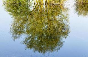 reflektion träd, närbild foto