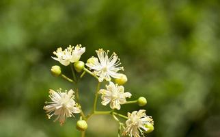 blommande lindar foto