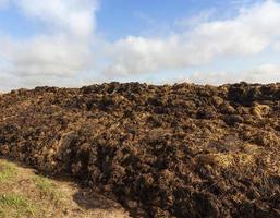 landas i en hög med gödsel foto