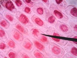 levande friska celler (mitos) - originalmikrofoto av vävnad