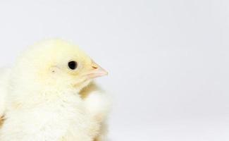 gul kyckling, närbild foto
