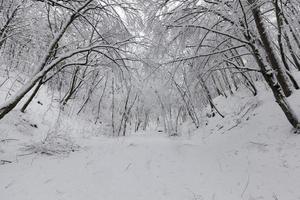 park under vintersäsongen foto