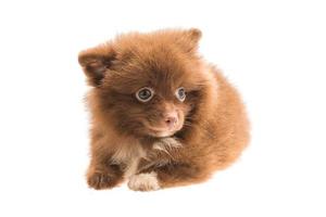 pomeranian spitz valp på vit bakgrund foto