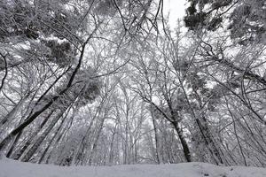 parken är täckt med snö på vintern foto