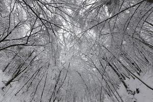 parken är täckt med snö på vintern foto