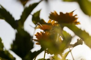 gula blommor på sommaren foto