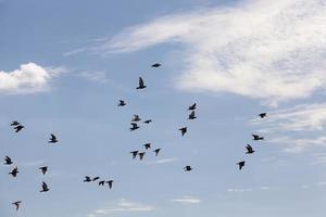 en flock duvor som flyger på den blå himlen foto