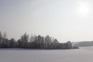 djupa snödrivor och växter efter det senaste snöfallet foto