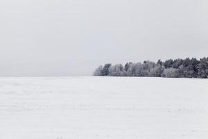 snödrivor på vintern foto