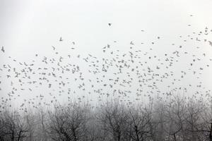 fruktträd är äppelträd under vintersäsongen foto