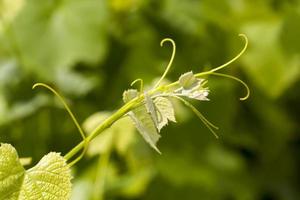 gröna blad av druvor under vårsäsongen foto