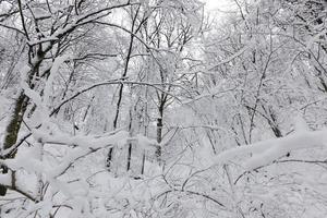 lövträd utan löv i snön efter snöstormar foto