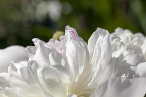 vita pioner som blommar på sommaren foto