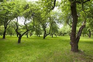 vacker grön park. foto