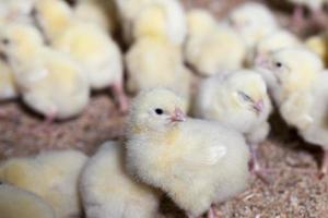 genetiskt förbättrade vita kycklingar på en fjäderfäfarm foto