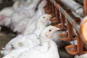 kycklingkycklingar på en fjäderfäfarm, närbild foto