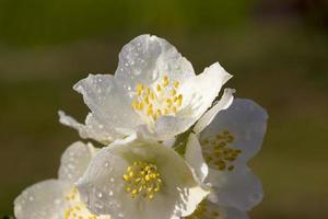 vackra vita jasminblommor foto