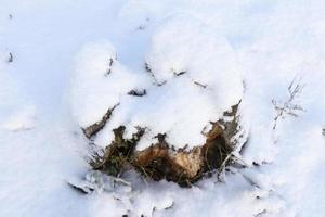 vinter kallt väder efter snöfallet med växter foto