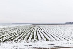 snötäckt jordbruksfält foto