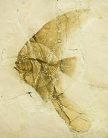 fossil av en långfinnad batfish eller ängelfisk. foto