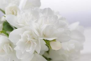 vit jasmin blommar närbild med kopieringsutrymme