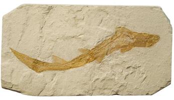 fossil av en liten haj. foto