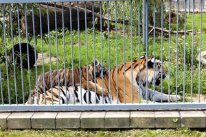 en tiger som bor i en djurpark foto
