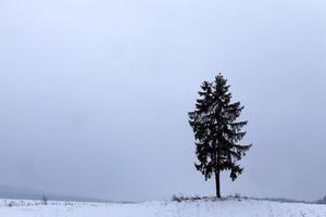 ett ensamt träd foto