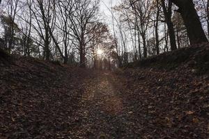 landskap av lövträd under höstsäsongen foto