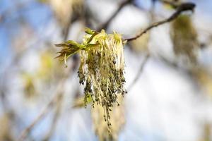 blommande lönnträd foto