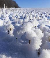 snödrivor på vintern foto