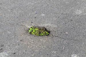 gräs i asfalten, närbild foto