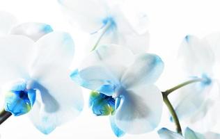 blå orkidé, närbild foto
