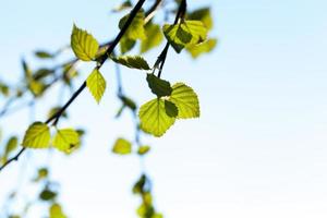 unga blad av björk foto