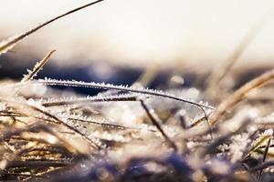 grönt gräs i frosten foto