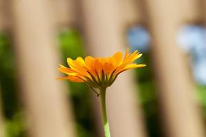 blommor av kalendula foto