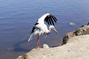 stork utan vingar foto