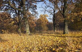 höstsäsong. skog foto