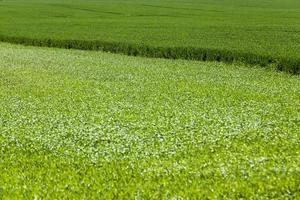 grönt fält med spannmål foto